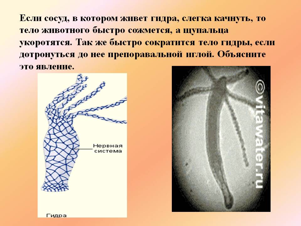 Сайт кракен kraken krakens15 at